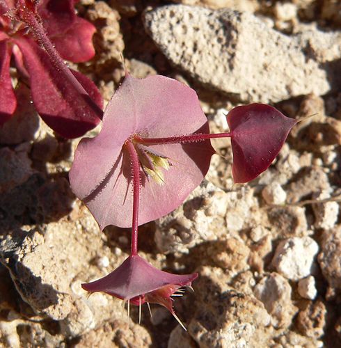 Oxytheca perfoliata